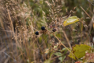 Forest blackberry