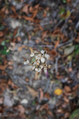 autumn leaves on the ground