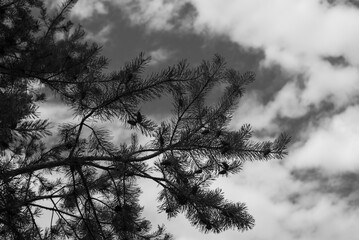 Fototapeta premium Black and white branch of a pine tree