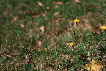 yellow flowers in the grass