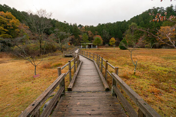 段戸裏谷原生林きららの森