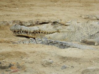 cocodrila