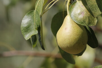 Una pera en su árbol