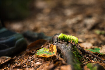 Green caterpillar in the forest