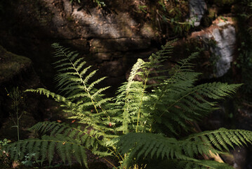 Fern in the forest