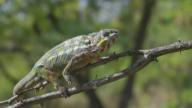 Chameleon walking on a tree branch and looks around. Panther chameleon (Furcifer pardalis).  