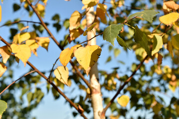 Birch, early autumn, with yellow leaves.
