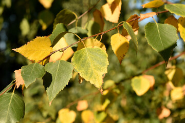 Birch branch with yellow leaves.