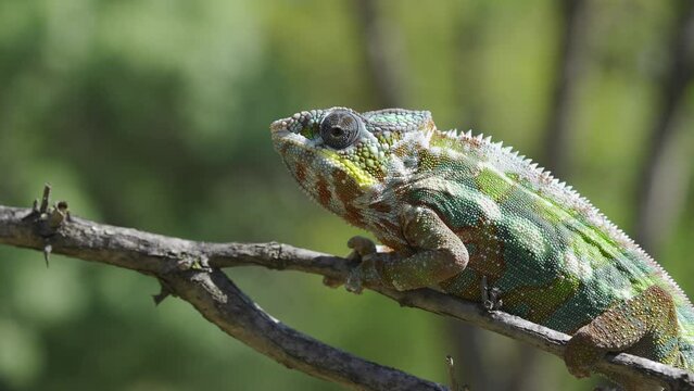 Closeup of Chameleon sits on a tree branch and looks around. Panther chameleon (Furcifer pardalis).  