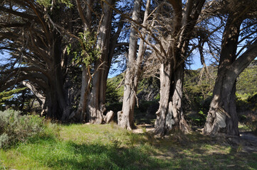 Fototapeta na wymiar Bäume Neuseeland