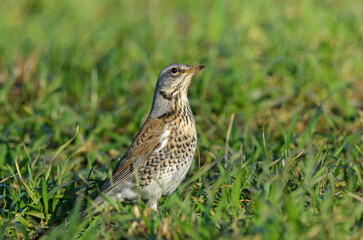 Fieldafre at rest on grassland, winter visitors in the UK
