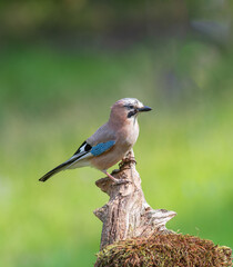 Eurasian Jay on a log, a colourul member of the Corvid family.  Corvids, Passeriformes, Corvidae, Garrulus, Garulus glandarius