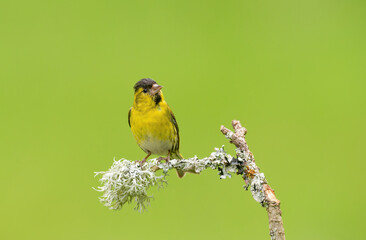 Male Siskin on a lichen covered branch, Scotland. Songbirds, Passeriformes, Fringillidae, Spinus, Spinus spinus