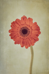 Retro Orange Flower with Textured Background