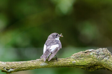 Male Pied Flycatcher, Ficedula hypoleuca, perched on a branch with insects to feed chicks in spring.