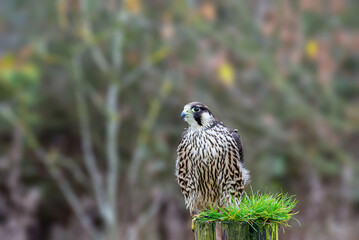 Captive Peregrin falcon on a fence post