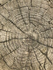 Fototapeta premium wood texture