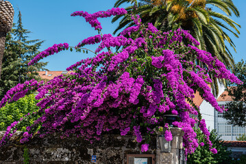 like a pilgrim doing the camino portugues to santiago