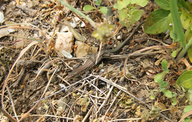 A specimen of Guadarrama Wall Lizard (Podarcis guadarramae) a species of lizard in the family Lacertidae, found in Spain and Portugal