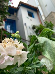 Photograph of a white flower, pansy, with the beautiful city of Tazones in the background, the city where Charles V landed by mistake