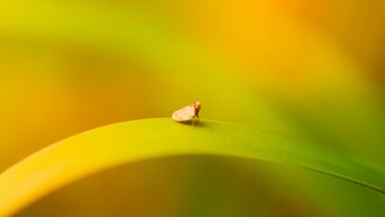 Macro Shot Of Insect On Leaf