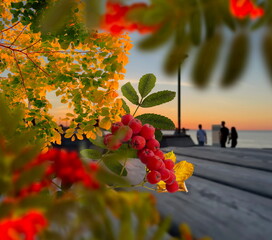  Autumn in  evening beach  rowan berry tree branch and yellow leaves season