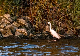 white goose in the water