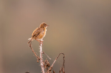red backed shrike