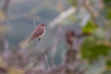 cardinal on a branch