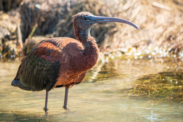 The glossy ibis, latin name Plegadis falcinellus, searching for food in the shallow lagoon.