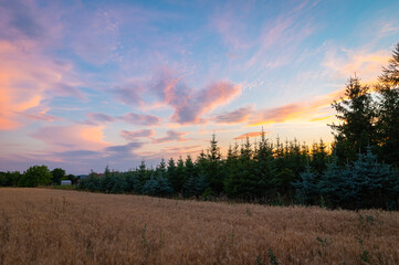 Pink clouds over a field and spruce forest just after sunset