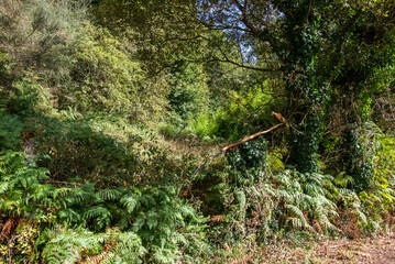 like a pilgrim doing the camino portugues to santiago