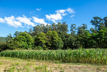 Obraz premium like a pilgrim doing the camino portugues to santiago