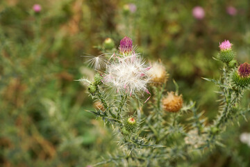 flower in the garden