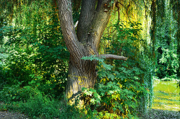Willow against the background of foliage and penetrating sunlight in the park. Wildlife landscape.