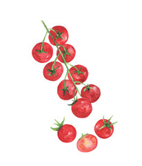 Juicy cherry tomatoes isolated on a white background. Red bunch of tomatoes for kitchen design and decoration, botanical illustrations, dishes and recipes. Watercolor drawing.