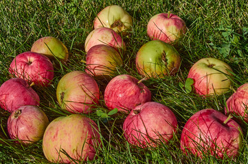 Fallen red apples on the green grass in the garden.
