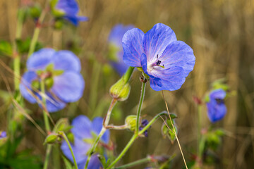 Nahaufnahme einer Wiesen-Storchschnabel Blume
