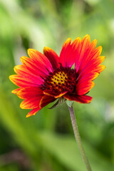 Nahaufnahme einer Kokardenblume