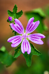 Nahaufnahme einer lila Blume