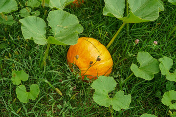 pumpkin on grass