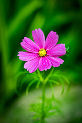 Nahaufnahme einer Schmuckk&ouml;rbchen blume