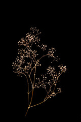 silhouette of a tree