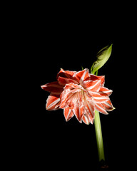 red flower isolated on black