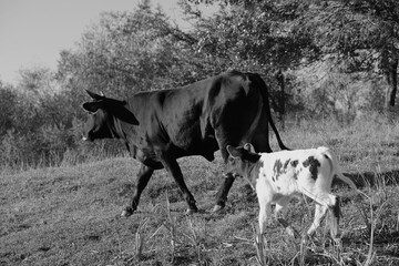 Cow with calf in farm field walking on hillside.
