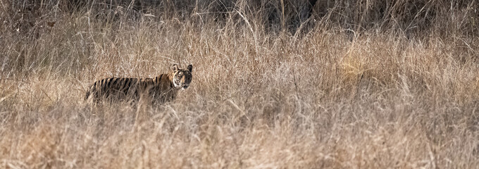 A tiger hidden in the tall grass in India, Madhya Pradesh 