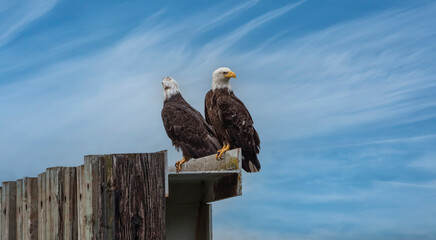 Low Angle View of Two Eagles Perched
