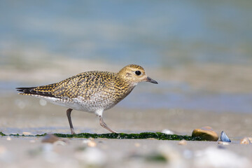 The European golden plover (Pluvialis apricaria), winter plumage, Italy. 