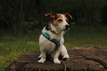jack russell terrier