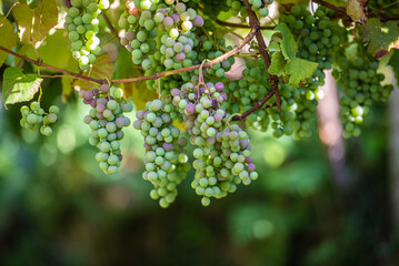 like a pilgrim doing the camino portugues to santiago